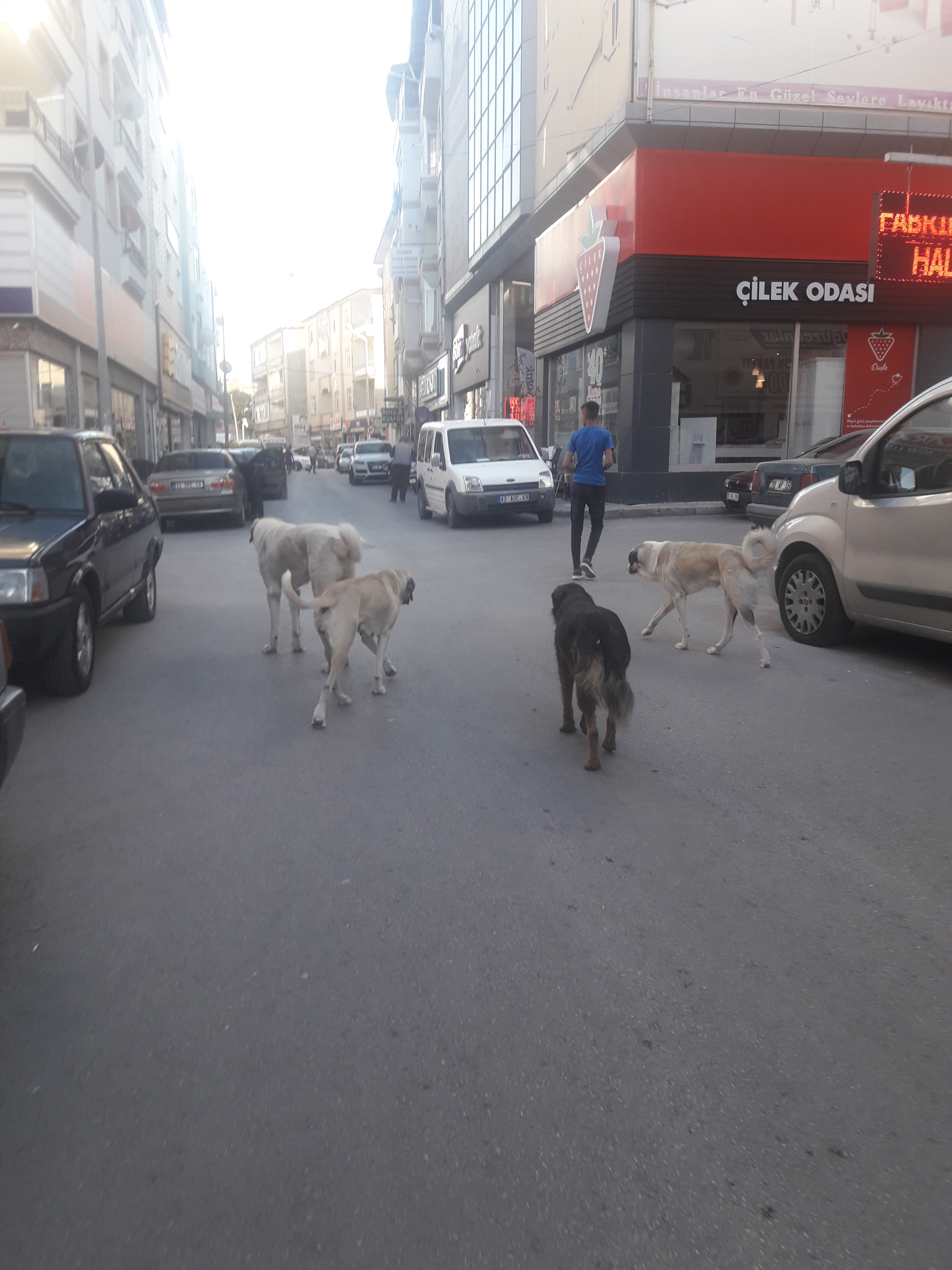 Sahipsiz Sokak Köpekleri Tehlike Saçıyor