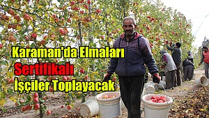 Karaman'da Elmaları sertifikalı işçiler toplayacak