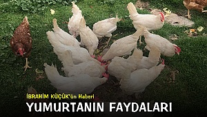 Yumurtanın Faydaları - İbrahim Küçük