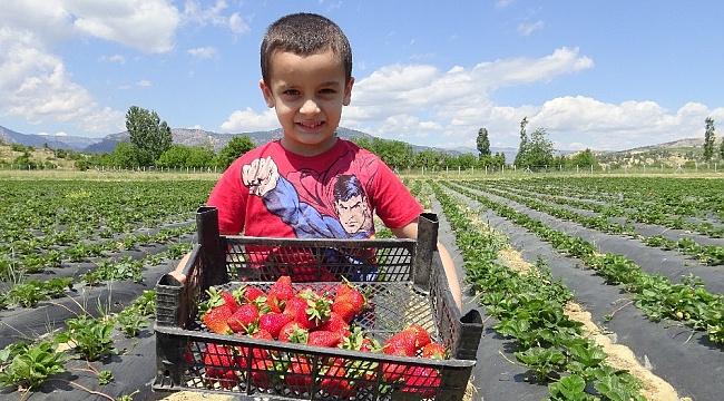 Ermenek'te zeytinden sonra çilekte yöre halkının umudu oldu