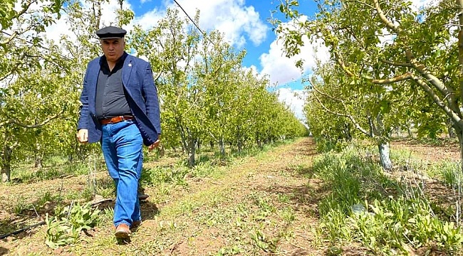 Ziraat Odası Başkanı Bayram: "Dolu üç köyümüzde ekili araziler ve elma bahçelerine ciddi zarar verdi"