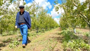 Ziraat Odası Başkanı Bayram: "Dolu üç köyümüzde ekili araziler ve elma bahçelerine ciddi zarar verdi"