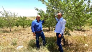 Ziraat Odası Başkanı Bayram: "Karamanlı badem üreticisi bu yıl yüksek rekolte bekliyor"