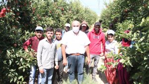 Karaman'da üretilen 400 bin ton elmanın yüzde 70'i dalında satıldı