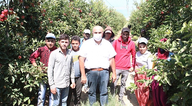 Karaman'da üretilen 400 bin ton elmanın yüzde 70'i dalında satıldı
