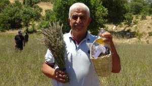 İstanbul'dan köyüne döndü lavanta yetiştiriciliğine başladı