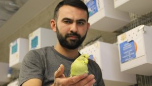 Karaman'da Türkiye'ye muhabbet kuşu üretiyor