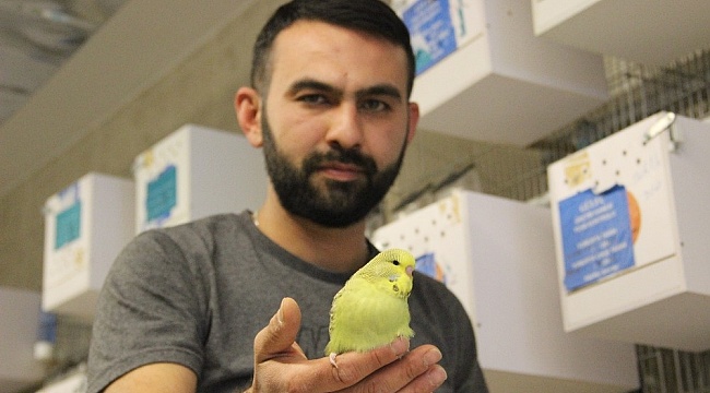 Karaman'da Türkiye'ye muhabbet kuşu üretiyor