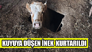 Kuyuya düşen ineği itfaiye kurtardı