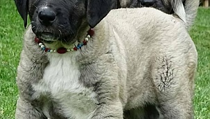Kangal köpeği alacakların bilmesi gerekenler