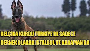 KARAMAN'DA BU DERNEKTE EĞİTİMLİ BELÇİKA MALİNOİS IRKI YETİŞTİRİLİYOR