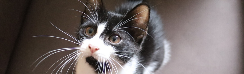 Kedi Maması Alırken Nelere Dikkat Edilmelidir?
