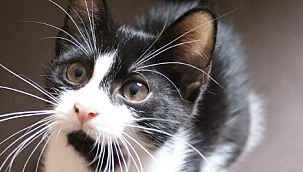 Kedi Maması Alırken Nelere Dikkat Edilmelidir?