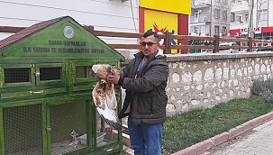 Vatandaşın bulduğu yaralı Kızıl şahin koruma altına alındı