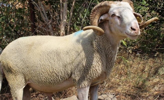 Adak Kurbanı Yardımı Yapma