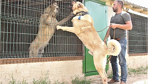 Karaman'daki Üretim çiftliğinde, Köpeklere en çok talep yurt dışından geliyor