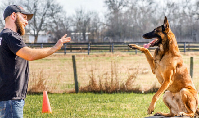 Köpek Eğitimi Hakkında