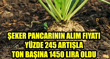 Şeker pancarının alım fiyatında yüzde 245 artış oldu Yeni fiyat:1.450 tl