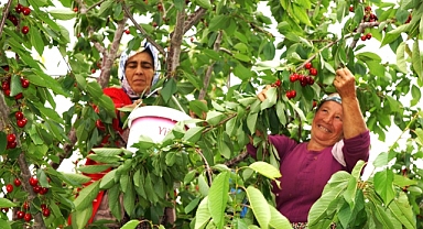 Karaman’da kiraz hasadı başladı