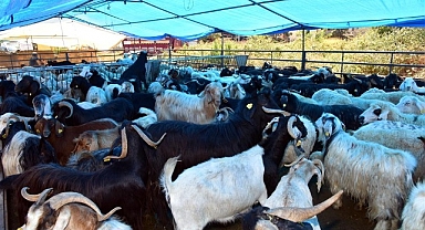 KARAMAN'DA KURBAN SATIŞI VE KESİM ALANLARI BELİRLENDİ