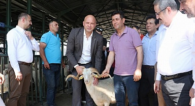 Manisa'da damızlık koçlar üreticilere teslim ediliyor
