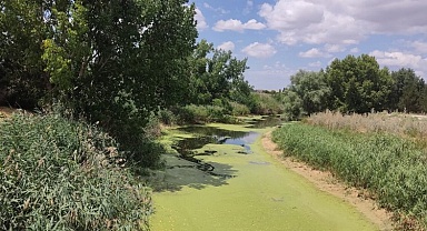 Eskişehir Porsuk Çayı yosun tuttu!