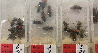Sabiha Gökçen'de 'canlı arı' avı!
