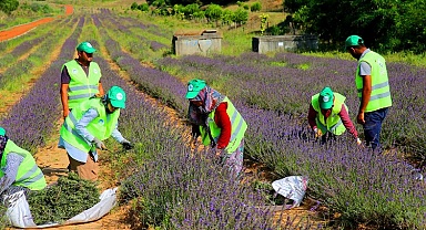 Sakarya'da 'mor' hasat büyülüyor