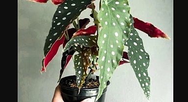 Doğanın Eşsiz Sanat Eseri Çilli Begonyayı Cool Concept Flower İle Keşfedin