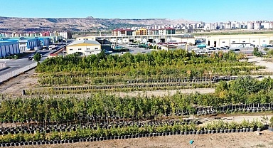 Kayseri Kocasinan 'yeşil' rekor kıracak