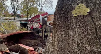 Kozahan’daki Tarihi Çınar’dan sadece kökü kaldı