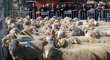 Kocaeli'den damızlık koçlarda 2. etap dağıtım... 500 koç, 150 teke verilecek