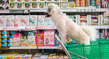 Bursa'da izinsiz petshoplara sıkı denetim