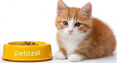 Kedi Maması Seçimi: Yavru, Yetişkin & Kısırlaştırılmış Kediler