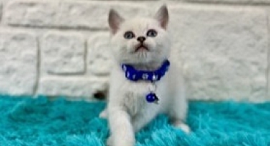 Sevimli Dostlara Açılan Güvenilir Bir Kapı Petyasam.com