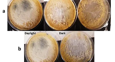 Gebze Teknik'ten plastik kirliliğine çözüm