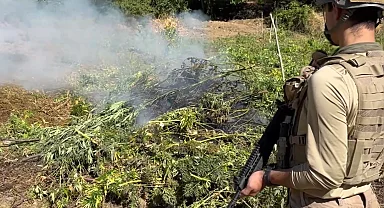 Diyarbakır’da 217 bin kök kenevir ve skunk imha edildi