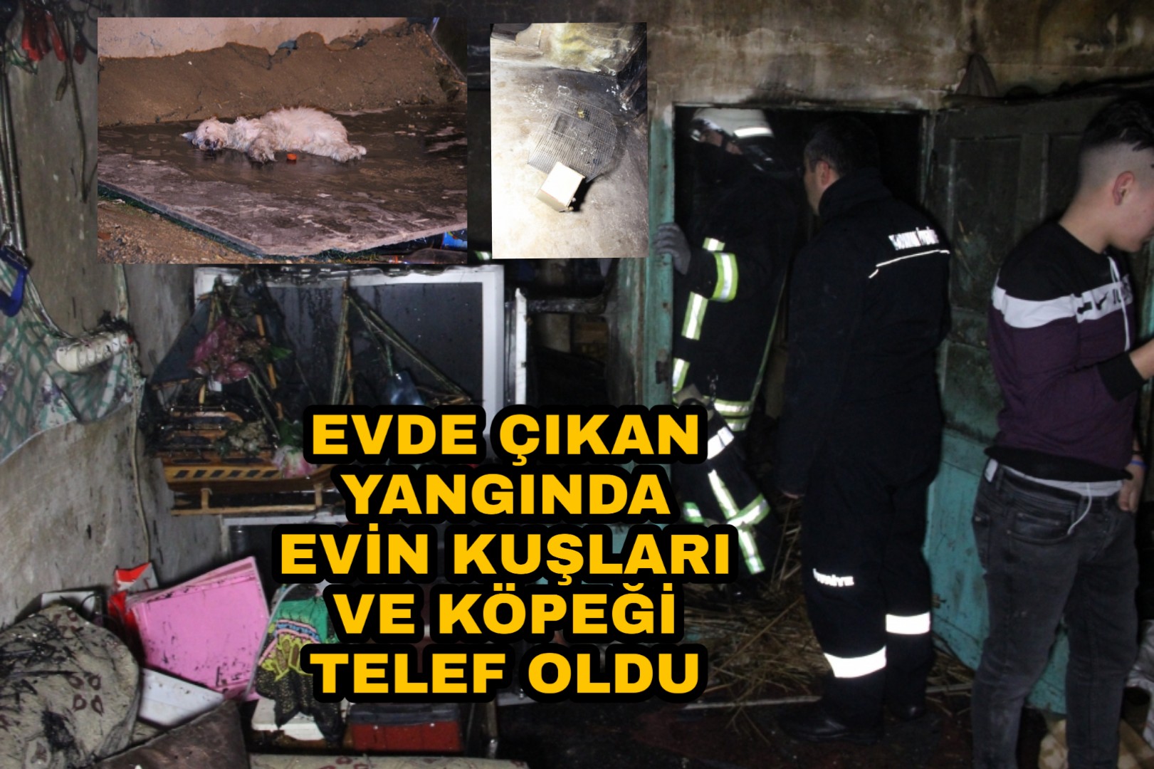 Evde çıkan Yangında Köpek ve Muhabbet Kuşları da öldü