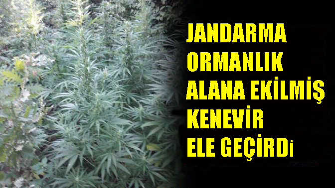 Jandarma Ormanlık alana ekilmiş kenevir ele geçirdi