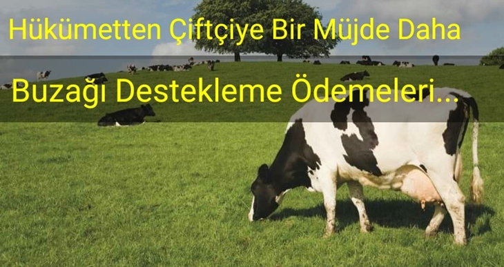 Hükümetten Çiftçiye bir müjde daha Buzağı Destekleme Ödemeleri...