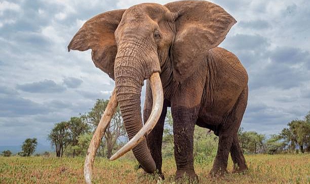 Timurun Filleri ve Gazeteciler