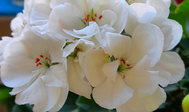 Sevginin Gerçek Adı Cumartesi günü 14 Şubat…