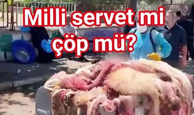 BİR ZAMANLAR UĞRUNA KAVGA EDİLİRDİ: KURBAN DERİLERİ ŞİMDİ ÇÖPE Mİ GİTTİ?